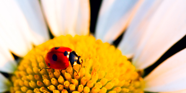 Teaching elementary school children values, morals- resources by author Colleen Doyle Bryant